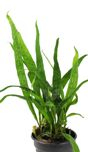 Potted Microsorum Pteropus 'Philippine Mini' Potted Microsorum Pteropus 'Philippine Mini'