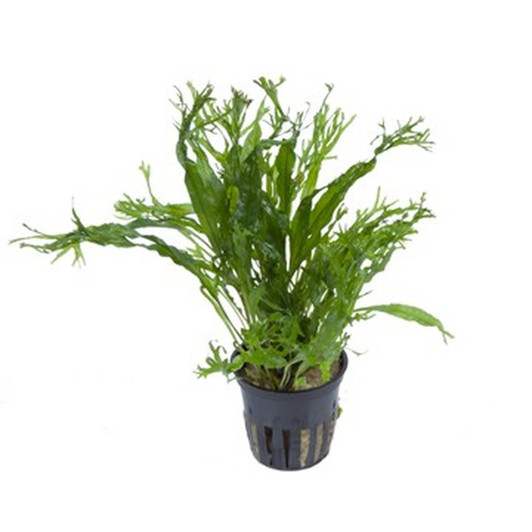 Potted Microsorum 'Windelov'