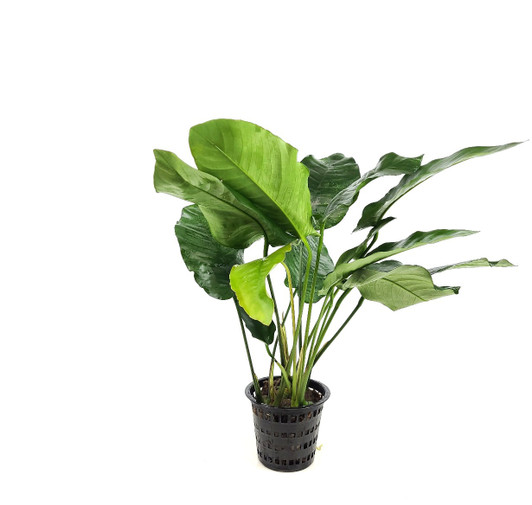 Anubias 'Barteri Var. Barteri' XL Pot *MPBB