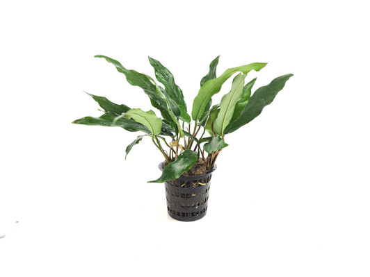Anubias 'Barteri Var. Glabra' Mother Plant *MPGB Anubias 'Barteri Var. Glabra' Mother Plant *MPGB