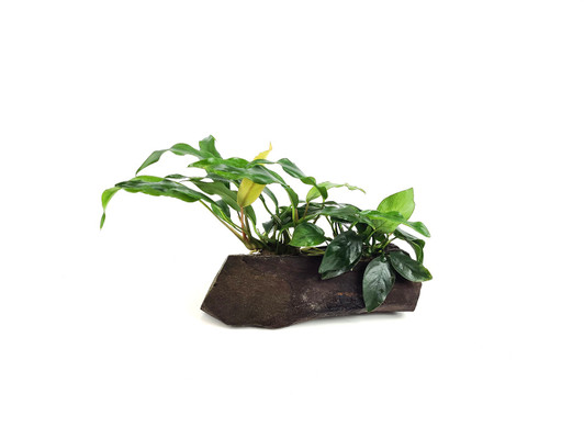 Anubias Mix on Driftwood *ANMX Anubias Mix on Driftwood *ANMX