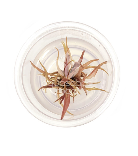 Cryptocoryne Wendtii 'Flamingo' Tissue Culture Cryptocoryne Wendtii 'Flamingo' Tissue Culture