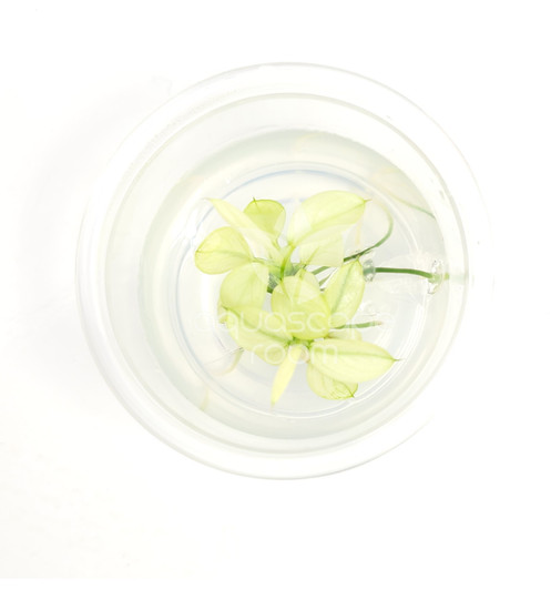Anubias Nana 'Pinto' Tissue Culture Anubias Nana 'Pinto' Tissue Culture