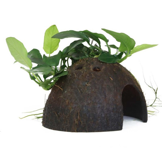 Anubias Barteri var. Nana on Coconut