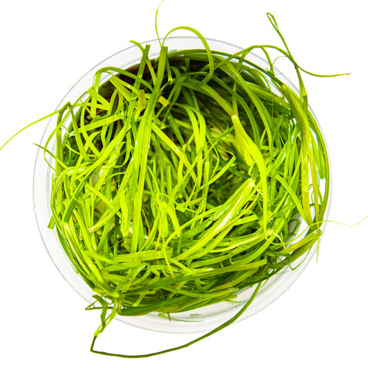 1-2-Grow! Juncus Repens