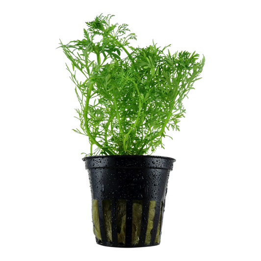 Potted Limnophila Aquatica