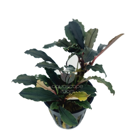 Bucephalandra sp. 'Red' for Sale | Aquarium Plants in Canada