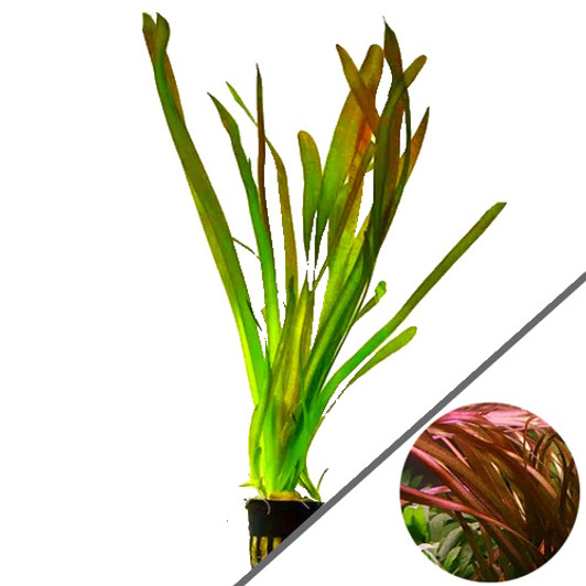 Vallisneria spiralis 'Red'