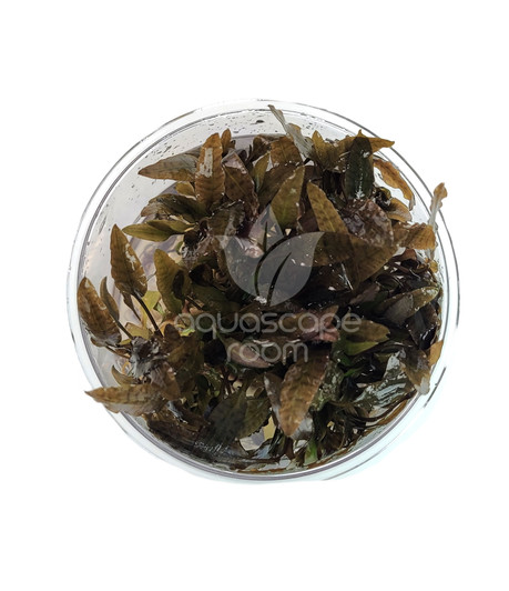 Cryptocoryne Wendtii 'Brown' Tissue Culture