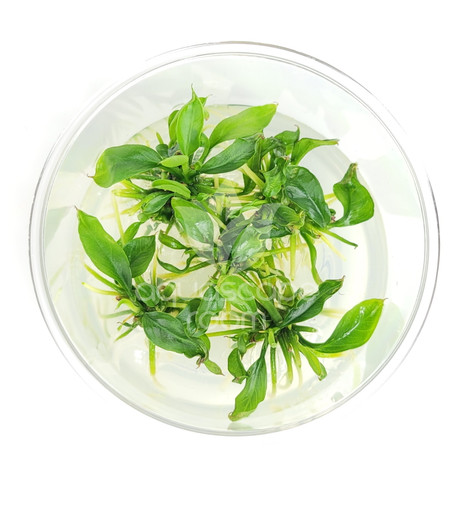 Bucephalandra 'Green Wavy' Tissue Culture