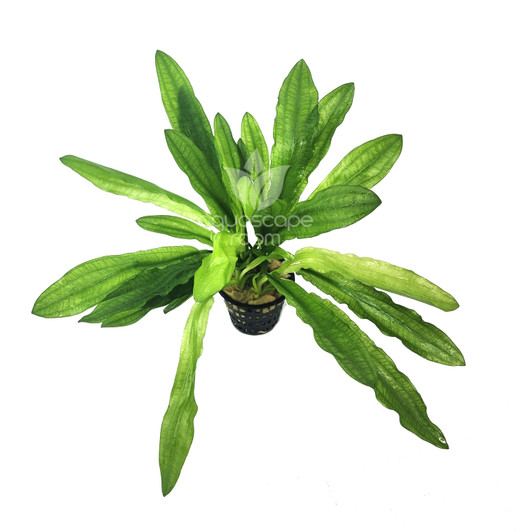 Live Aquarium Plants For Sale in Canada AquascapeRoom