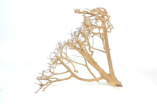 Caspian Driftwood *CP083M