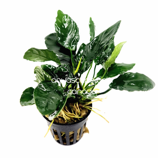 Anubias 'King Kong'