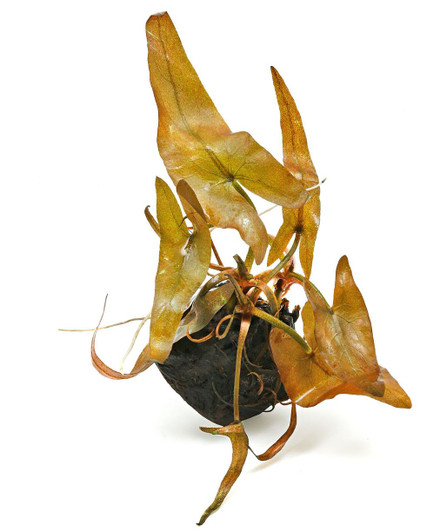 Dwarf Lily (Nymphaea Rubra)