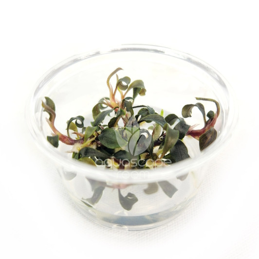 Plants - Species - Bucephalandra - aquascaperoom