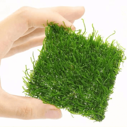 Taxiphyllum 'Flame' Moss Mat 3"x 3"