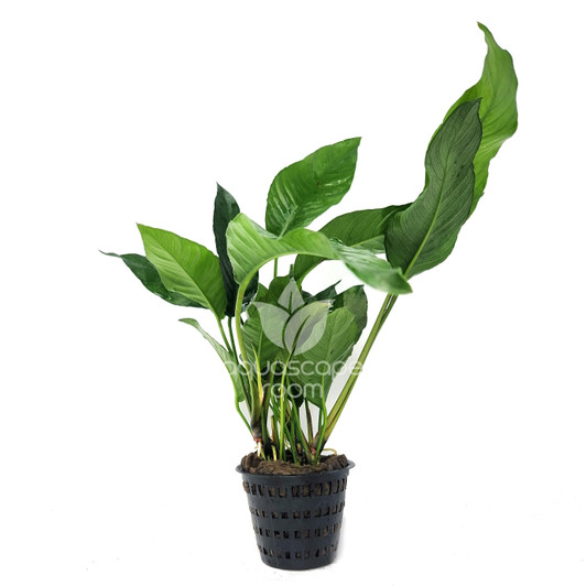 Anubias 'Heterophylla' XL Pot