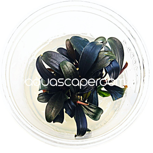 Bucephalandra Brownie Ghost Ulu Kapus Tissue Culture