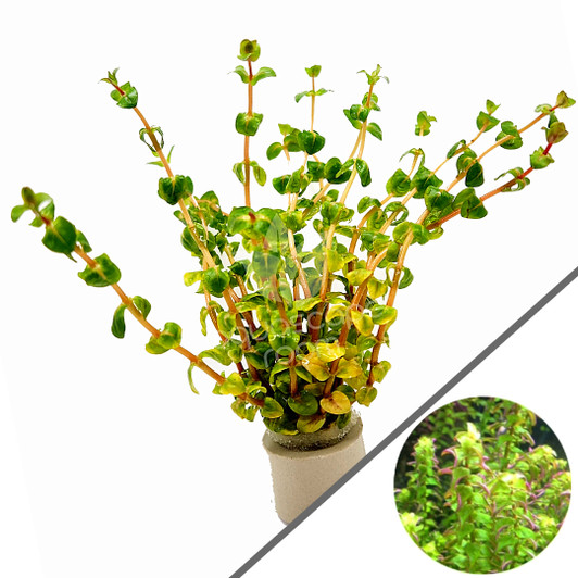 Rotala var.'Pearl'