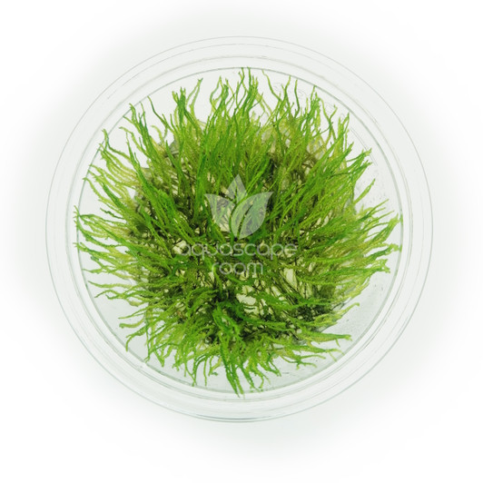 Taxiphyllum 'Flame Moss' Tissue Culture