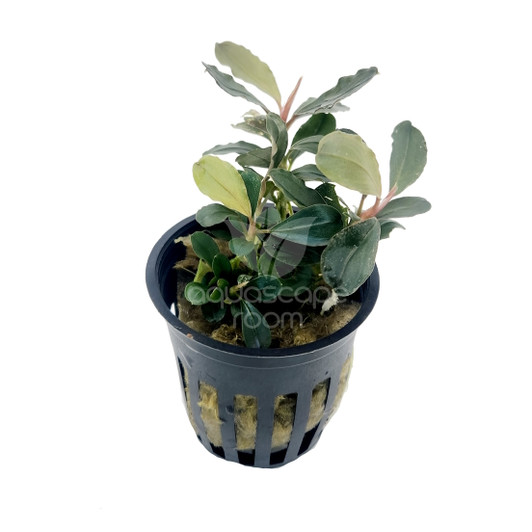 Bucephalandra sp. 'Red' for Sale | Aquarium Plants in Canada
