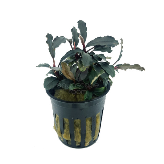 Potted Bucephalandra sp. Ghost Ulu Kapus (Farmed)