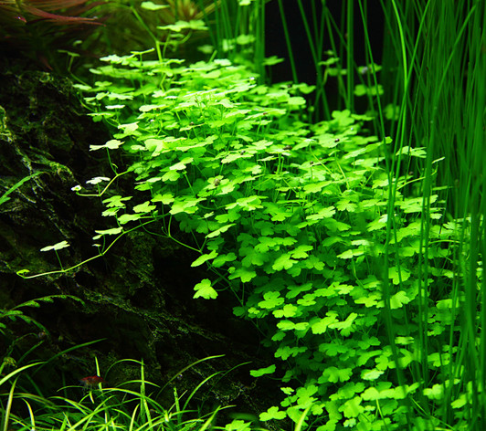 Hydrocotyle Tripartita