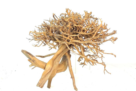 Caspian Driftwood