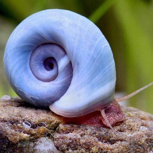 Livestock - Snails - aquascaperoom
