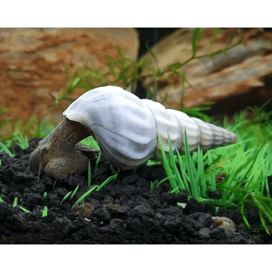 White Herculea Snail (Brotia Herculea)