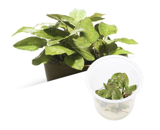 Lagenendra Keralensis ADA Tissue Culture