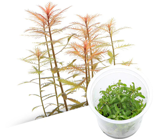 Proserpinaca Palustris ADA Tissue Culture