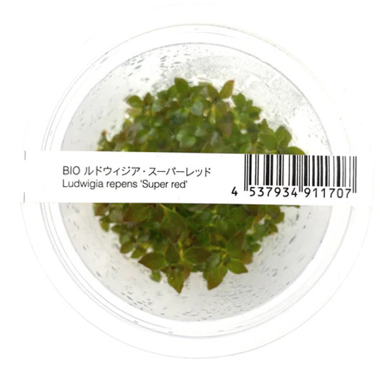 Ludwigia Repens 'Super Red' ADA Tissue Culture