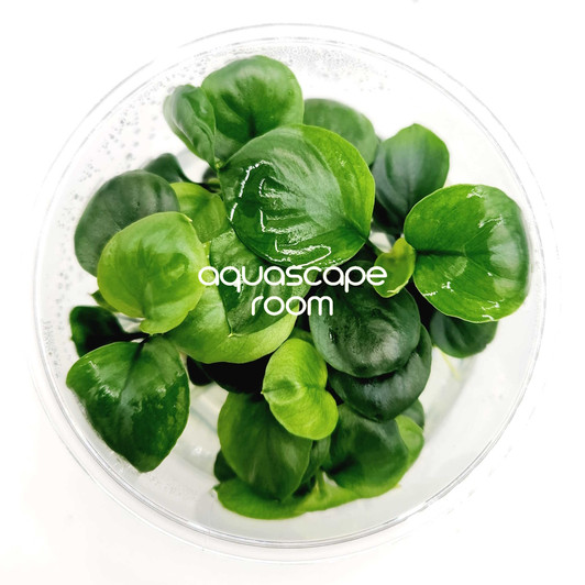 Anubias Barteri 'Round Coin' Tissue Culture