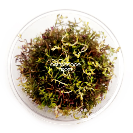 Rotala Macrandra Mini Red Tissue Culture