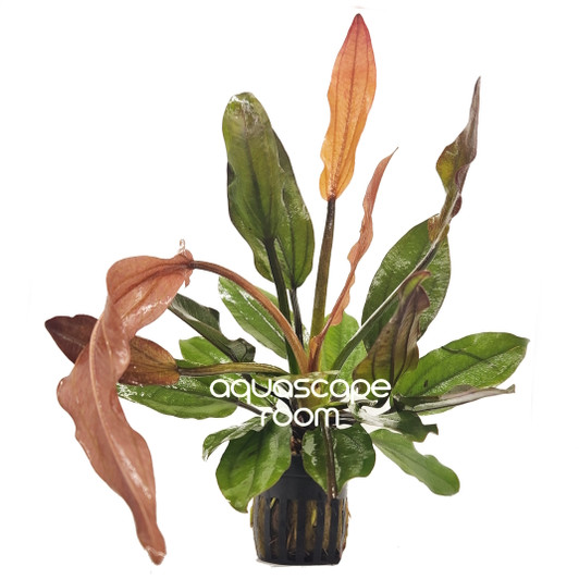 Echinodorus Fire Phoenix