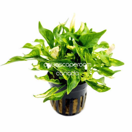 Alternanthera Bettzickiana Green