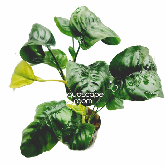 Anubias Barteri 'Rainforest'