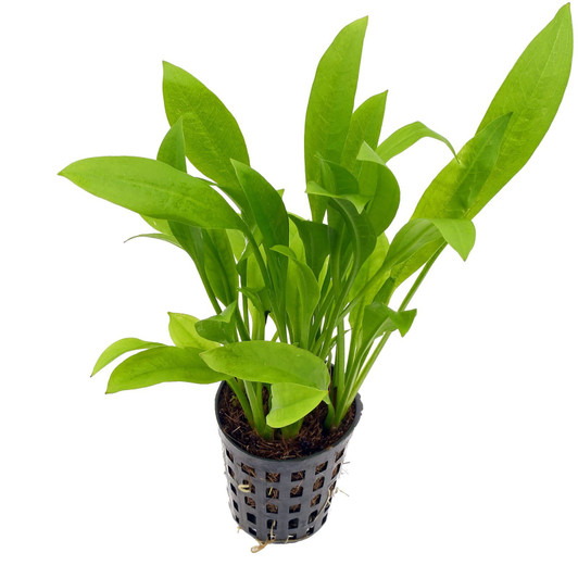 Echinodorus Grisebachii 'Small'