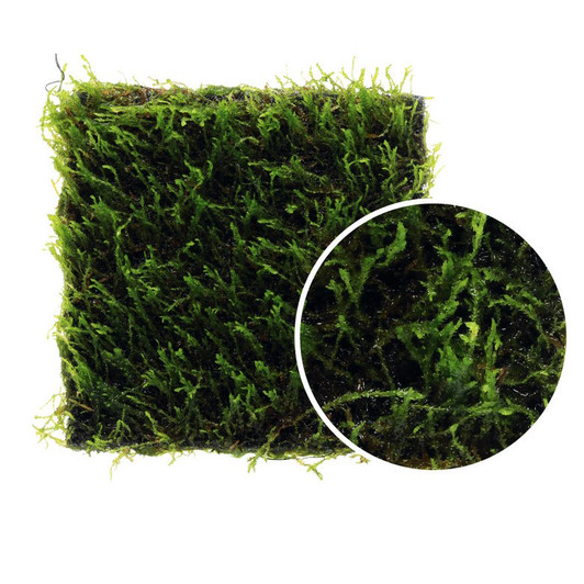 Taxiphllum sp. 'Flame Moss' ADA Wabi Kusa
