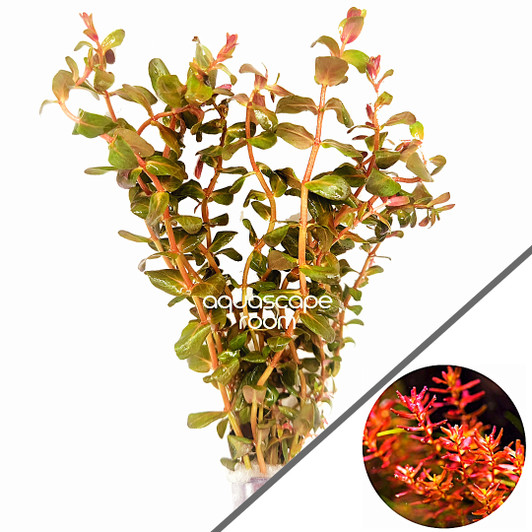 Rotala Macrandra Mini Red
