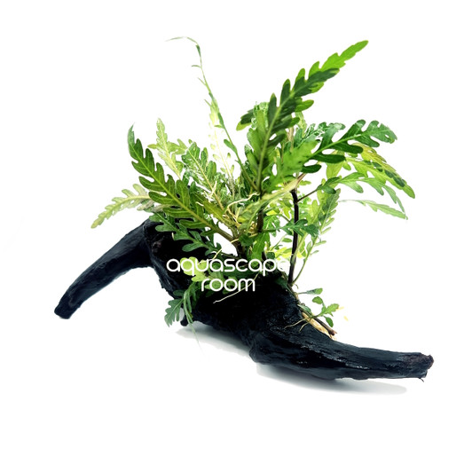 Hygrophila Pinnatifida on Driftwood