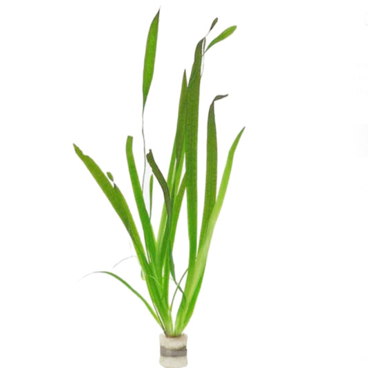 Vallisneria 'gigantea'