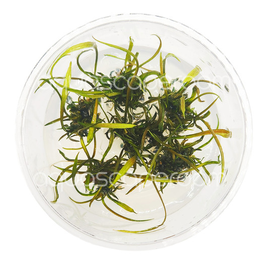 Cryptocoryne Tonkinensis Tissue Culture