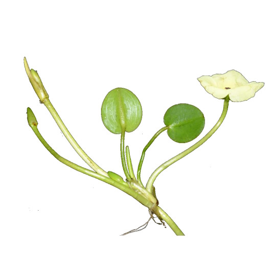 Hydrocleys nymphoides