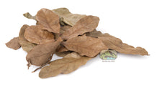 Water Oak Dried Leaf Litter
