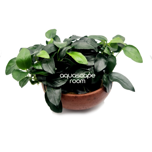 Anubias nana 'Petite' in Terracotta Bowl