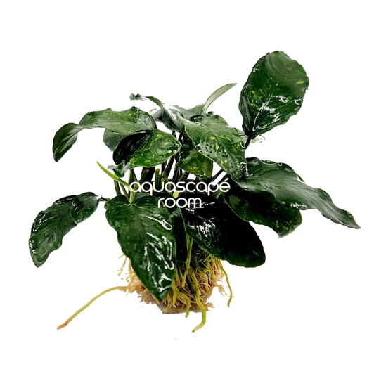 Anubias Barteri 'Oriental Green'