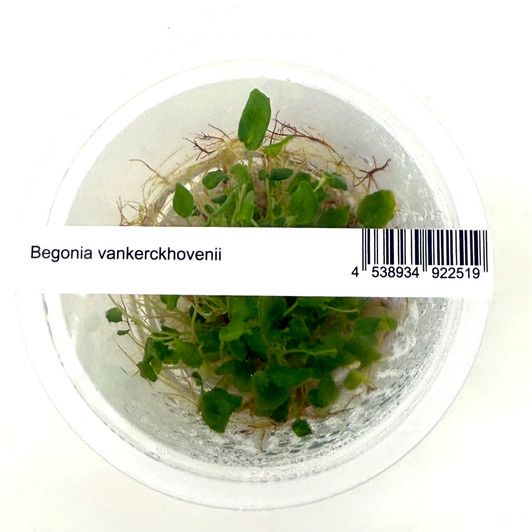 Begonia vankerckhovenii ADA Tissue Culture