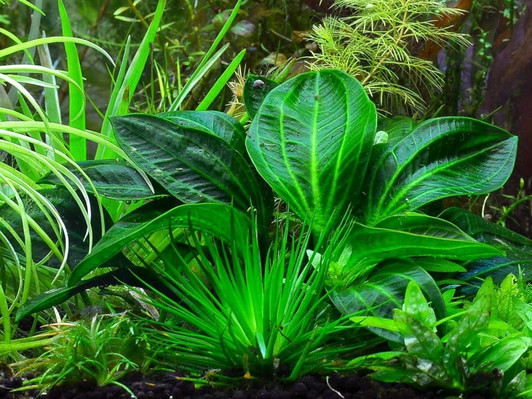 Echinodorus opacus ‘Type B’ ADA Tissue Culture